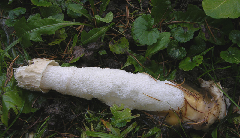 Phallus impudicus